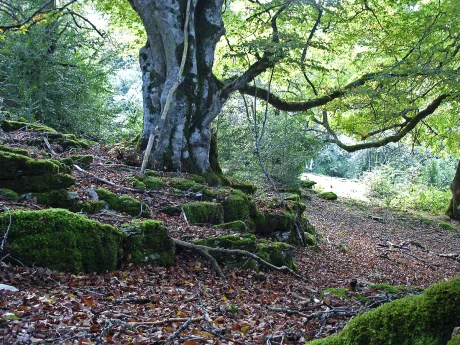 Parque Natural de Urbasa y Andía